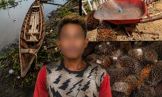 Unit Reskrim Polsek Air Kumbang Ungkap Kasus Pencurian Buah Sawit, Satu Tersangka Diamankan